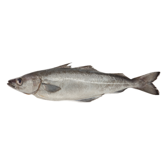 рыба минтай от производителя Атлант