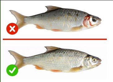 Качество мороженой рыбы: требования Качество мороженой рыбы: требования