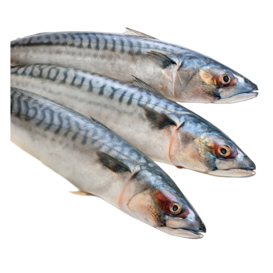 рыба скумбрия от производителя Атлант