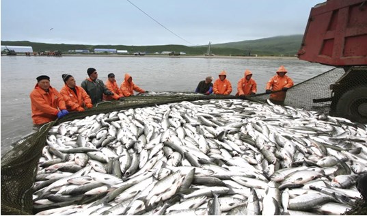 Лососевая путина-2023: объемы вылова Лососевая путина-2023: объемы вылова