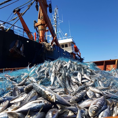 vylov-ryby.jpg вылов рыбы