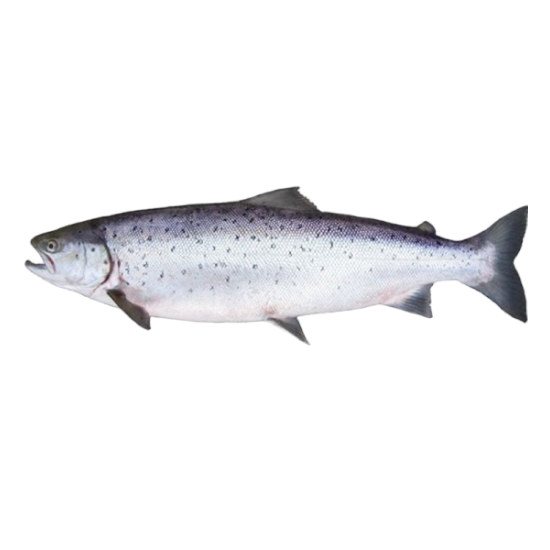 рыба чавыча от производителя Атлант