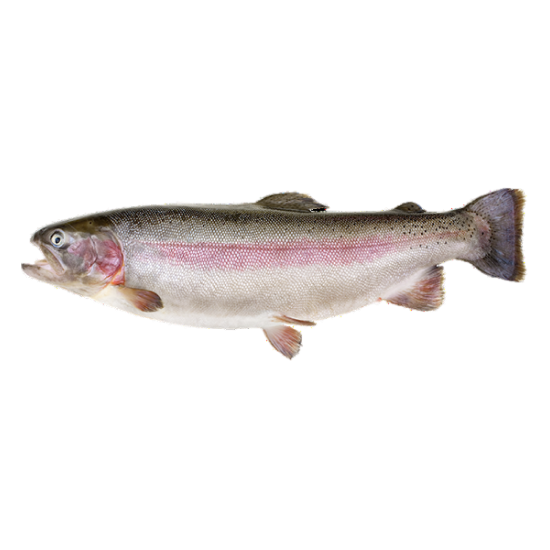 рыба форель от производителя Атлант