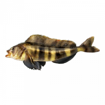 рыба терпуг от производителя Атлант