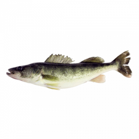 Лемонема оптом от производителя Атлант-Фиш