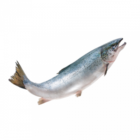 рыба нерка от производителя Атлант