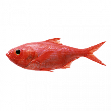 Окунь морской оптом от производителя Атлант-Фиш