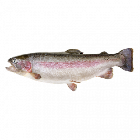рыба форель от производителя Атлант